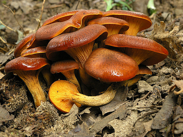 Omphalotus olearius 